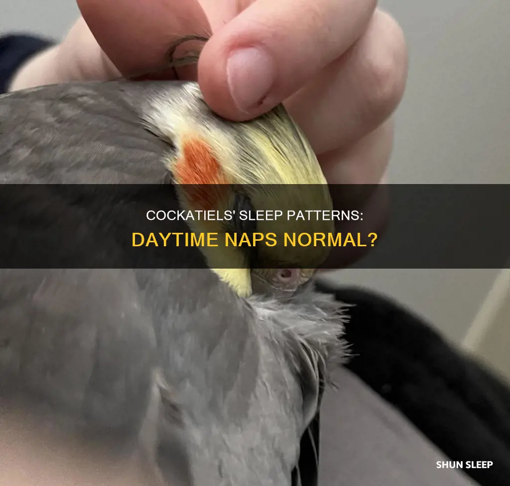 is it normal for cockatiels to sleep during the day