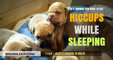 Do Dogs Get Hiccups While Sleeping? Understanding Canine Rest Patterns