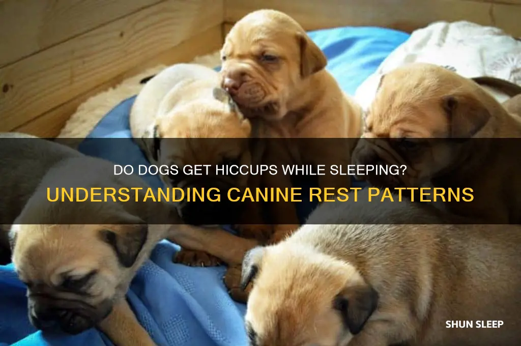 is it normal for dogs to get hiccups while sleeping