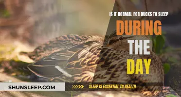 Daytime Duck Naps: Normal or Not?