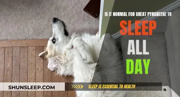 Great Pyrenees: Sleeping Beauty or Something More?