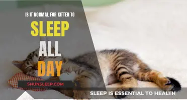 Kittens Sleeping All Day: Is It Normal?