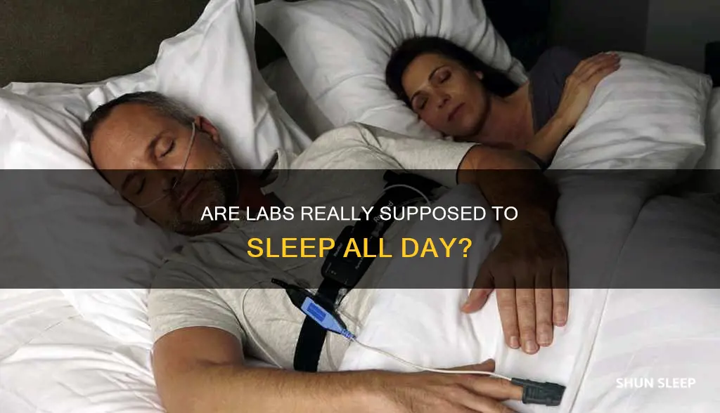 is it normal for me lab to sleep all day