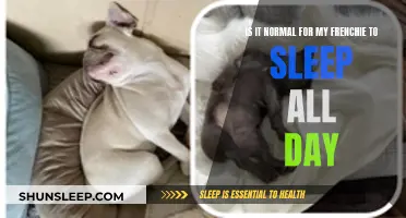 French Bulldog Sleep: Is Your Dog Sleeping Too Much?