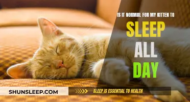 Kitten Naps: Normal or Abnormal Sleeping Patterns?