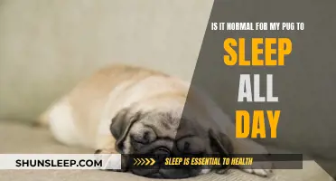 Pugs: Sleeping Beauty or Something More Concerning?