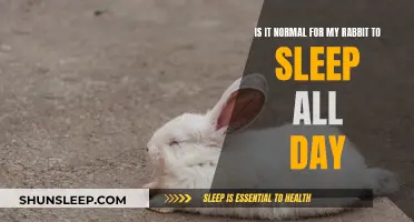 Why Does My Rabbit Sleep So Much?