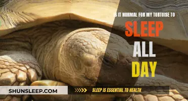 Daytime Naps: Are They Normal for Tortoises?