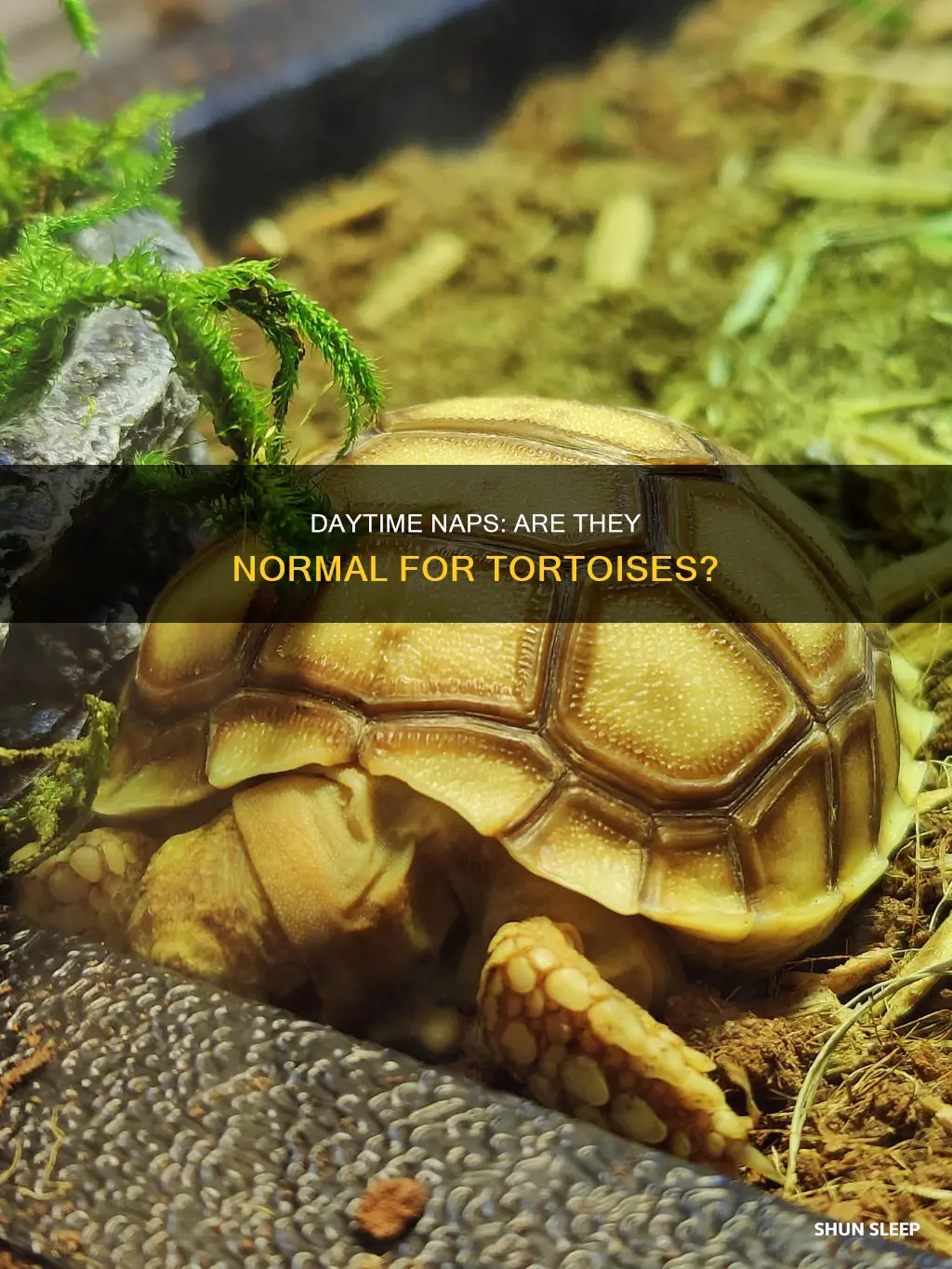 is it normal for my tortoise to sleep all day