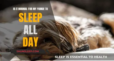 Yorkies Sleeping Habits: All Day Doze Normal?