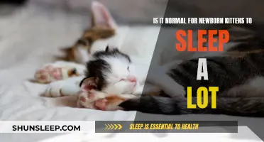 Newborn Kittens: Why Do They Sleep So Much?