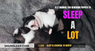 Puppies Sleeping: What's Normal for Newborns?