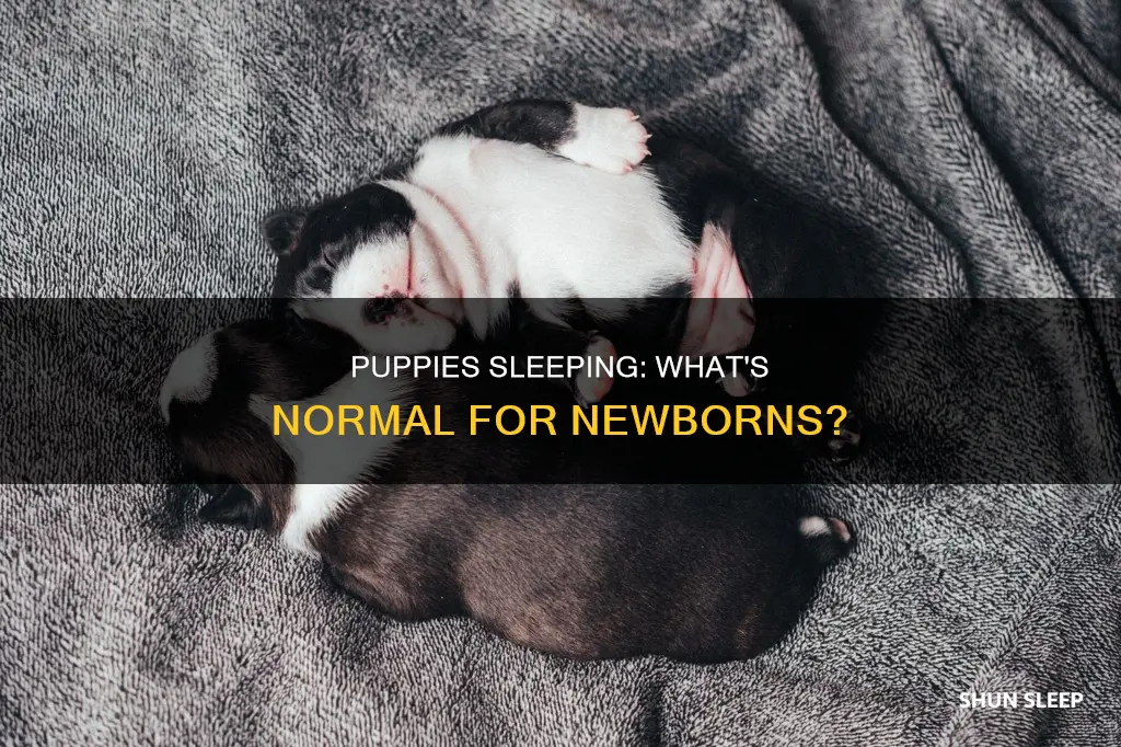 is it normal for newborn puppies to sleep a lot