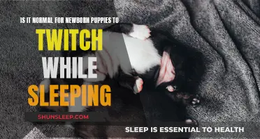 Newborn Puppies Twitching in Sleep: What's Normal?