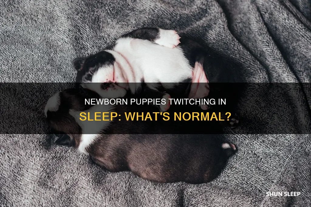 is it normal for newborn puppies to twitch while sleeping