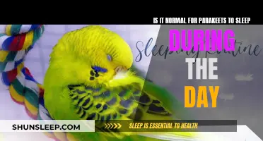 Daytime Naps: Normal for Parakeets or Cause for Concern?