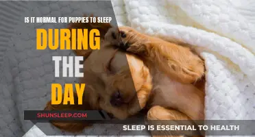 Puppies' Sleep: Daytime Naps and Nighttime Dreams