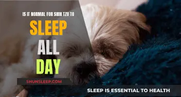 Shih Tzu Sleeping Habits: Is Your Pup Normal?