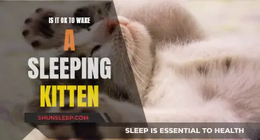 Gentle Guidance: When to Wake a Kitten's Slumber