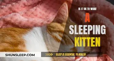 Should You Wake a Sleeping Kitten?