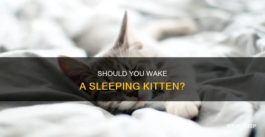 is it ok to wake a sleeping kitten