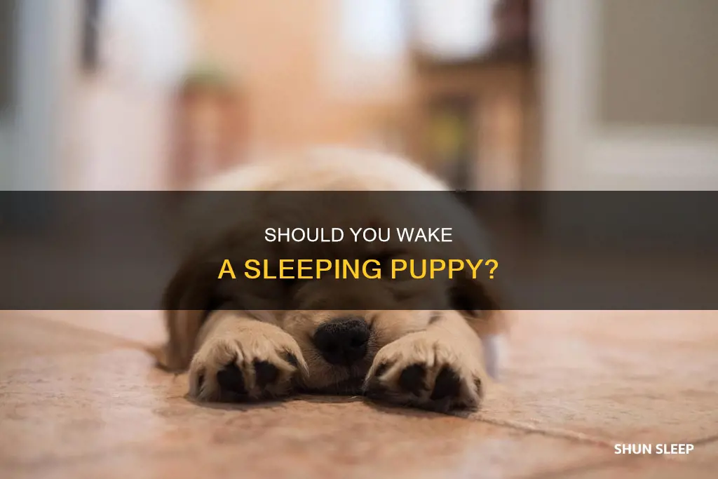 is it ok to wake a sleeping puppy