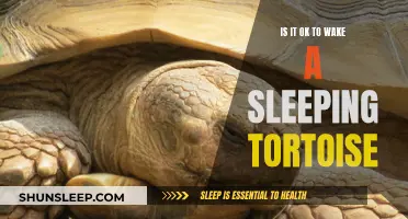 The Gentle Art of Waking a Tortoise: A Guide to Respectful Care