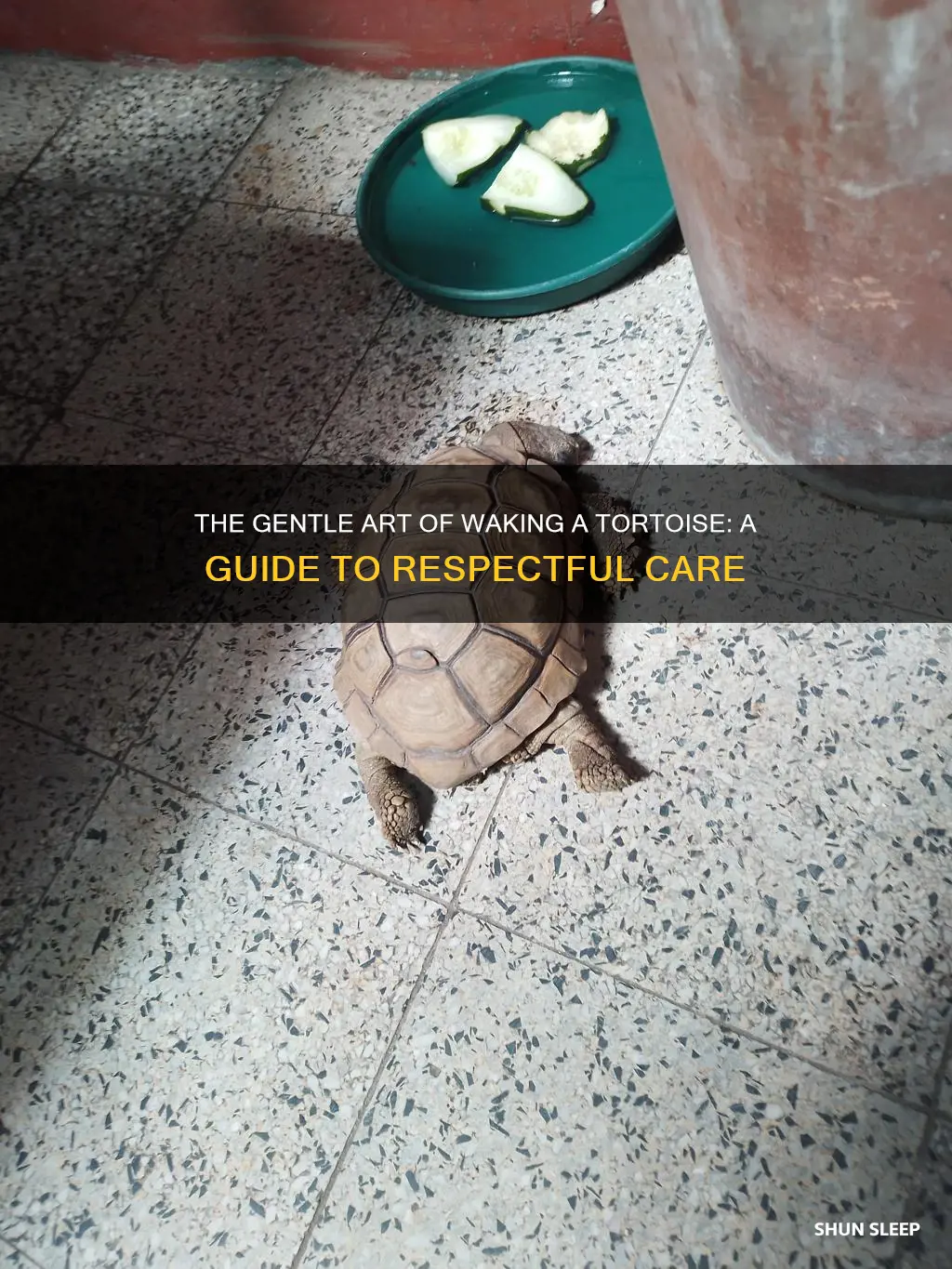 is it ok to wake a sleeping tortoise