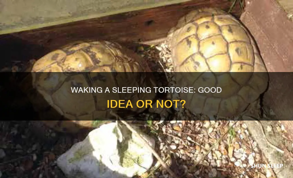 is it ok to wake a sleeping tortoise
