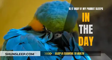 Daytime Naps: Good or Bad for Parrots?