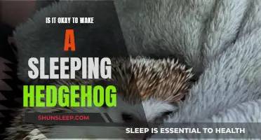 Hedgehog Slumber: Respecting Nature's Rest