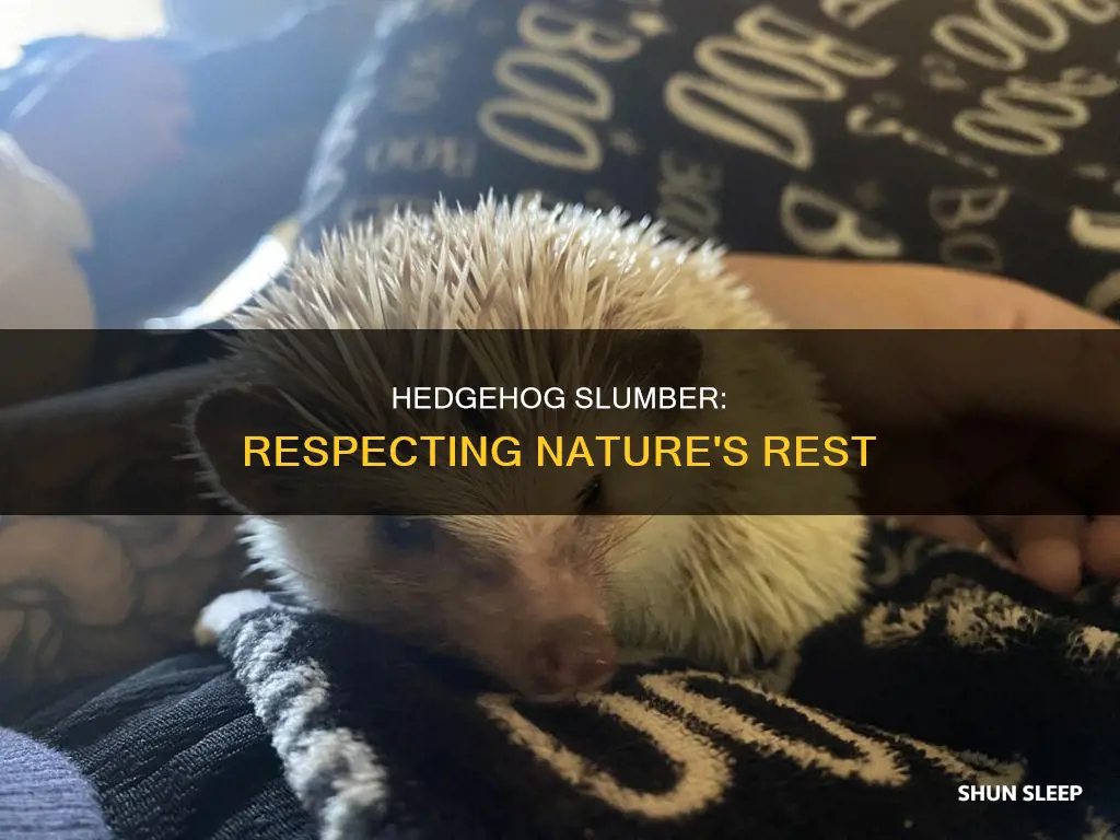 is it okay to wake a sleeping hedgehog