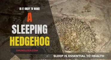 Should You Wake a Sleeping Hedgehog?