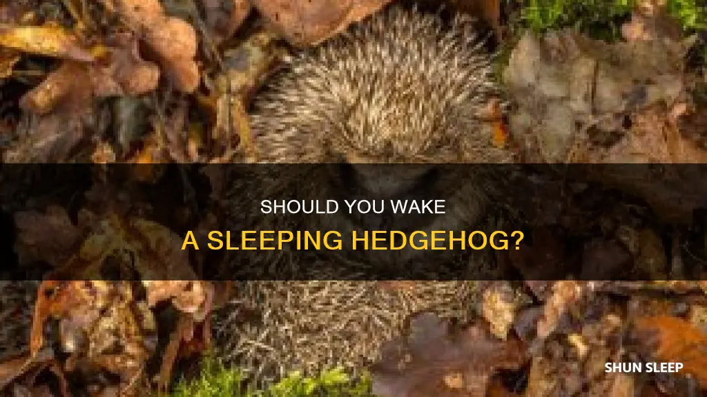 is it okay to wake a sleeping hedgehog