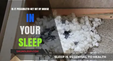 Can You Get Bit by a Mouse While Sleeping? Facts Revealed