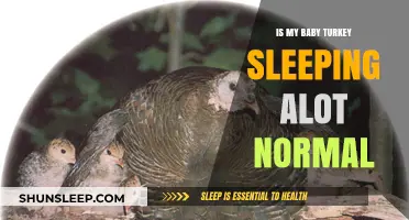 Is My Baby Turkey Sleeping Too Much? Understanding Normal Rest Patterns