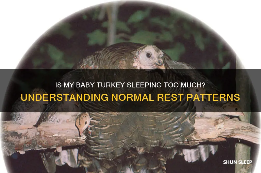 is my baby turkey sleeping alot normal