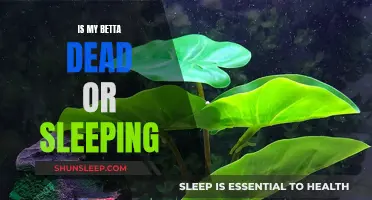 How to Tell if Your Betta is Sleeping or Dead