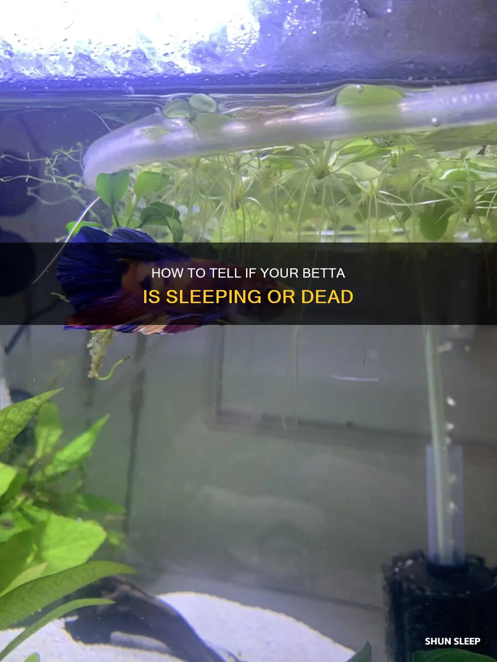 is my betta dead or sleeping