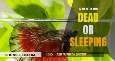 Is My Betta Fish Hibernating or Dead?