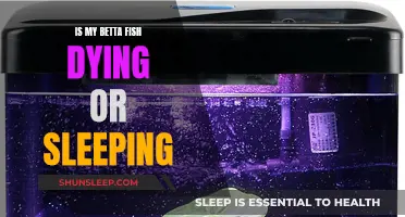 Signs Your Betta Fish is Dying or Sleeping