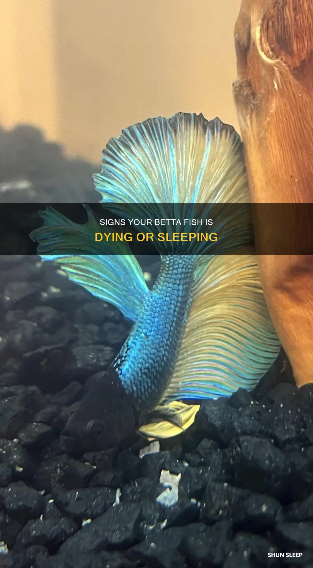 is my betta fish dying or sleeping