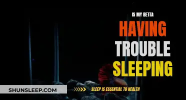 Betta Sleep: What's Keeping Your Fish Awake?