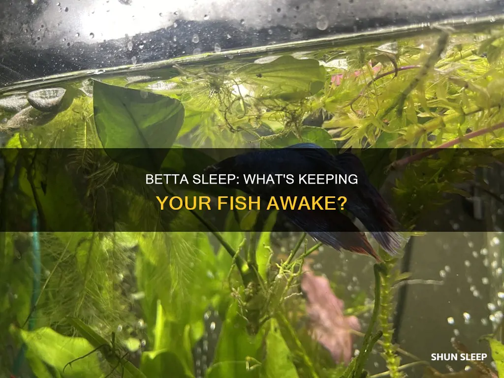 is my betta having trouble sleeping