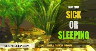 How to Tell If Your Betta Is Sick or Sleeping