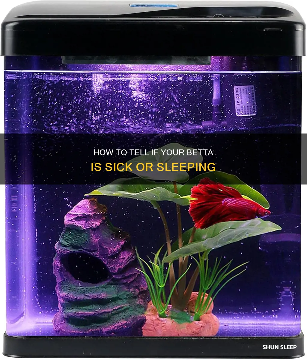 is my betta sick or sleeping