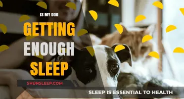 Ensuring Your Dog's Rest: Is Your Pup Getting Enough Sleep?