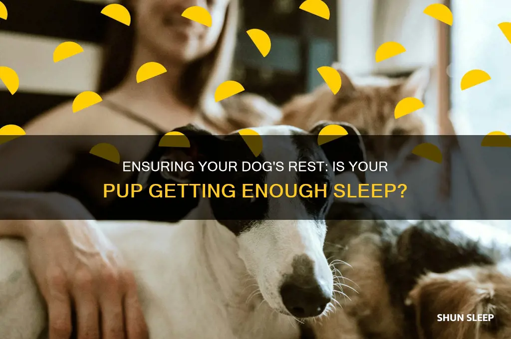 is my dog getting enough sleep