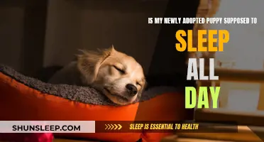 Puppy Sleep Patterns: What's Normal for New Adoptees?