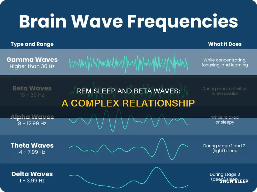 is rem sleep beta waves